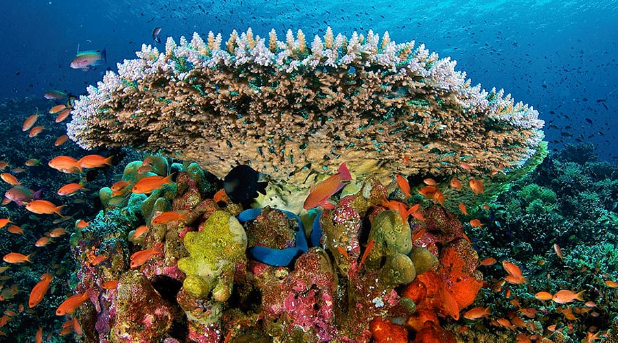 Komodo Snorkeling Trip