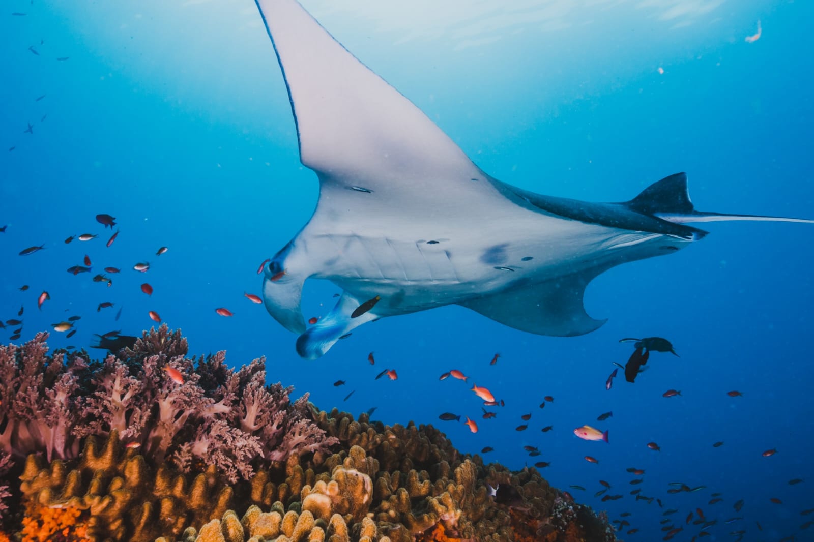 Komodo Private Trip 2 Days 1 Night