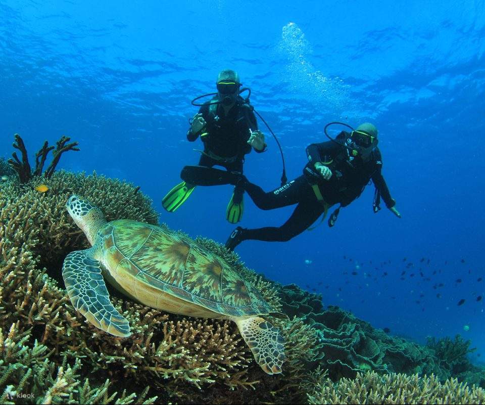 1 Day Komodo Diving Trip