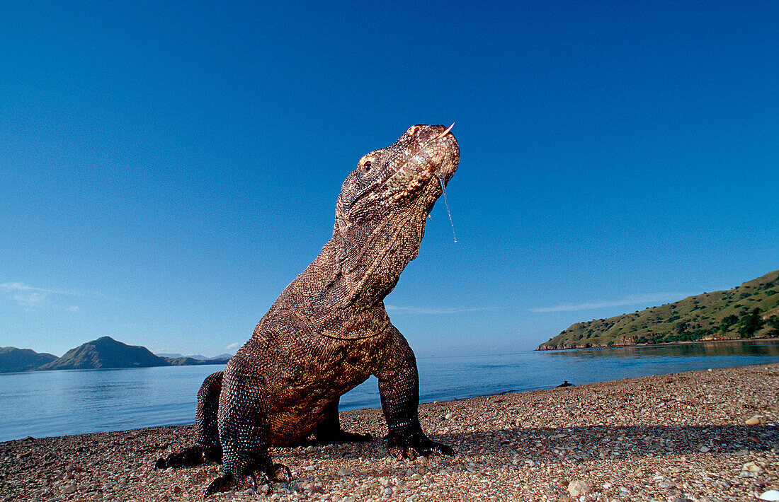 Wae Rebo & Komodo Adventure 5 Days 4 Nights