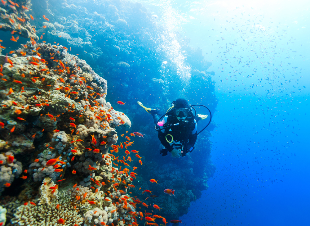 1 Day Komodo Diving Trip