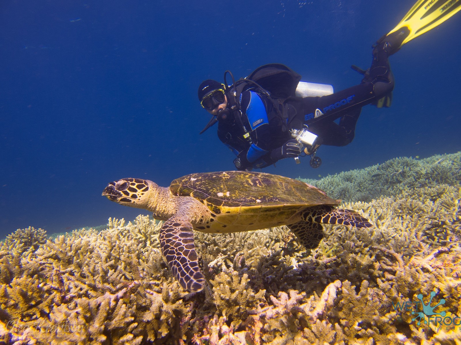 1 Day Komodo Diving Trip