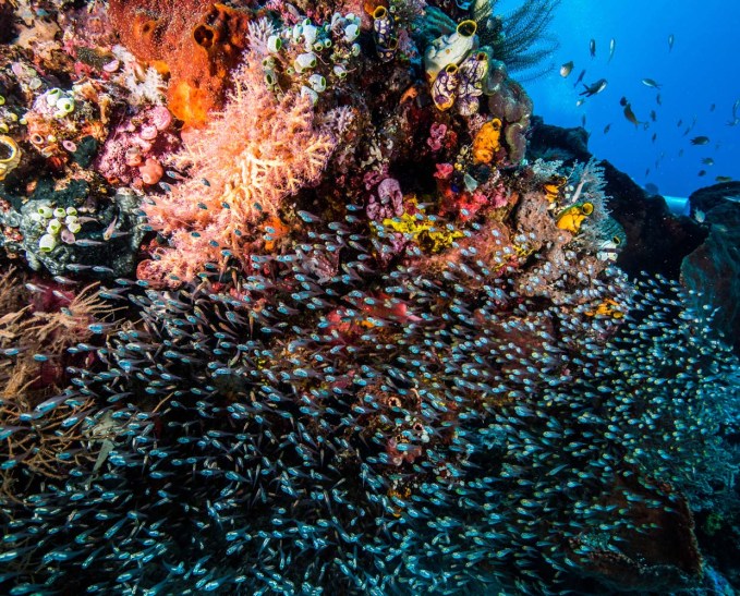 Full day komodo snorkling trip