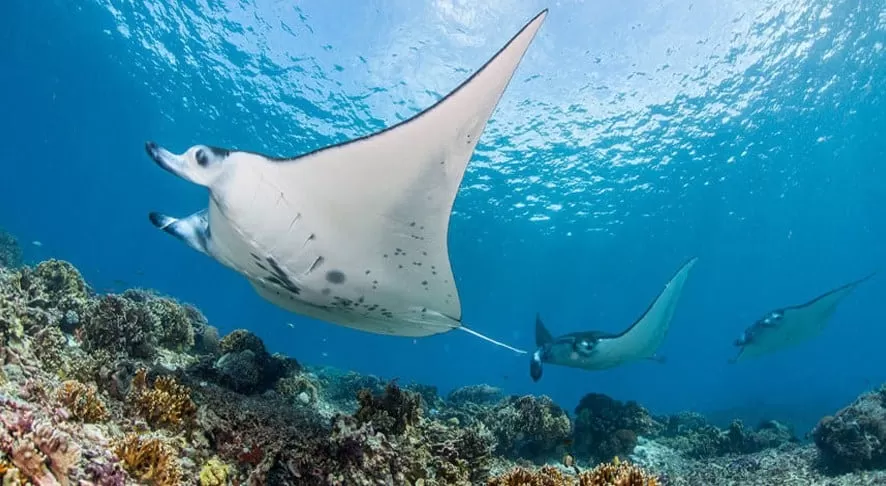 Full Day Open Trip Komodo With Fast Boat
