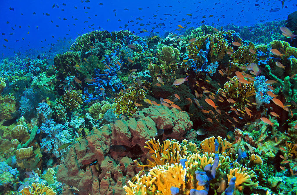 Komodo Flores wonderful tourism